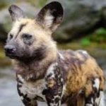 image of african_wild_dog #9