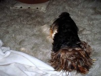 image of silky_terrier #31