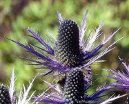 image of alpine_sea_holly #16