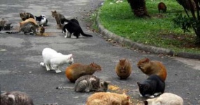 image of feral_cats