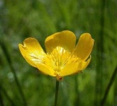 image of flower