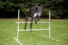 image of great_dane