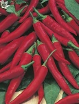 image of fruit_and_vegetable