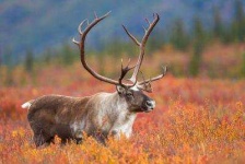 image of animal