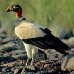 image of bird