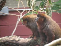 image of titi