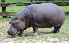 image of hippopotamus