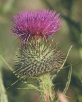 image of spear_thistle #13