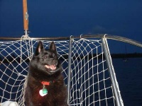 image of schipperke