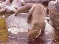 image of polecat
