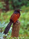 image of coucal