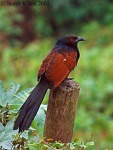 image of coucal #8