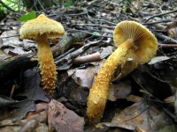 image of mushrooms