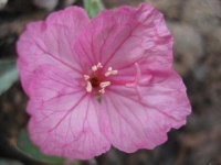 image of pink_primrose