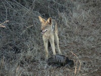 image of animal