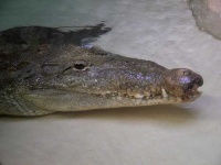 image of american_alligator