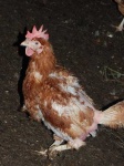 image of hen