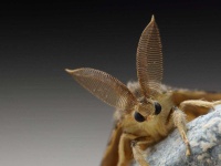 image of moth #55