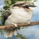 image of bird