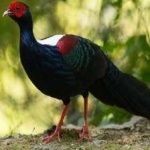 image of bird