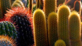 image of cactus