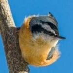 image of crested_nuthatch #0