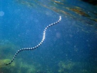 image of sea_snake