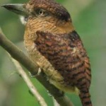 image of bird