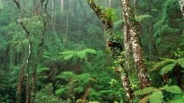image of rainforest