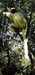 image of indri