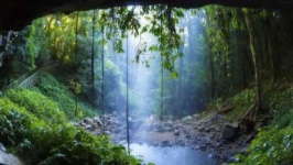 image of tropical_forest
