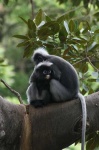 image of langur
