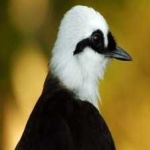 image of bird