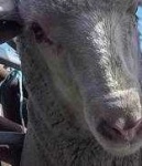 image of animal