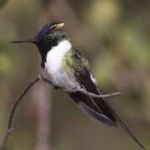 image of bird