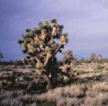 image of joshua_tree