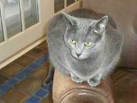 image of russian_blue #21