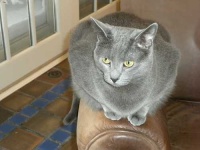 image of animal