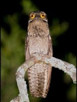 image of potoo