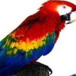 image of bird