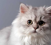 image of persian_cat #31