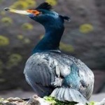 image of bird