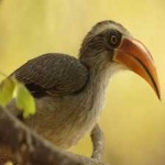 image of bird