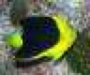 image of rock_beauty