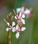 image of flower
