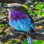 image of bird