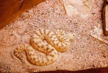 image of horned_viper