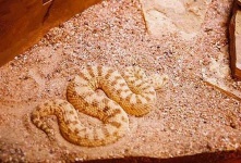 image of horned_viper #6