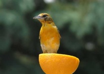 image of oriole