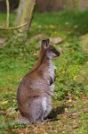 image of wallaby